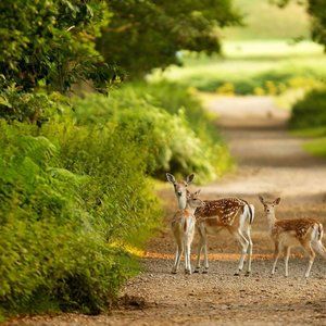 Meet your Posher, Grace